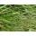 Ziergras - Japanisches Waldgras - Hakonechloa macra - 9cm Topf - Set mit 12 Pflanzen
