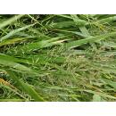 Ziergras - Japanisches Waldgras - Hakonechloa macra - 9cm Topf - Set mit 20 Pflanzen
