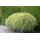Ziergras - Japanisches Waldgras - Hakonechloa macra - 9cm Topf - Set mit 20 Pflanzen