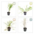 Ziergras - Japanisches Waldgras - Hakonechloa macra - 9cm Topf - Set mit 40 Pflanzen
