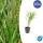 Ziergras - Japanisches Waldgras - Hakonechloa macra - 9cm Topf - Set mit 40 Pflanzen