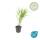 Ziergras - Japanisches Waldgras - Hakonechloa macra - 9cm Topf - Set mit 40 Pflanzen