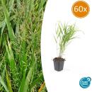 Ziergras - Japanisches Waldgras - Hakonechloa macra - 9cm Topf - Set mit 60 Pflanzen