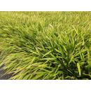 Ziergras - Japanisches Waldgras - Hakonechloa macra - 9cm Topf - Set mit 60 Pflanzen