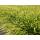 Ziergras - Japanisches Waldgras - Hakonechloa macra - 9cm Topf - Set mit 60 Pflanzen