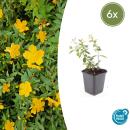 Bodendecker - Johanniskraut - Hypericum dummeri Peter Dummer - 9cm Topf - Set mit 6 Pflanzen