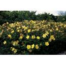 Bodendecker - Johanniskraut - Hypericum dummeri Peter Dummer - 9cm Topf - Set mit 6 Pflanzen