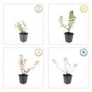 Bodendecker - Johanniskraut - Hypericum dummeri Peter Dummer - 9cm Topf - Set mit 6 Pflanzen