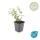 Bodendecker - Johanniskraut - Hypericum dummeri Peter Dummer - 9cm Topf - Set mit 6 Pflanzen