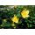 Bodendecker - Johanniskraut - Hypericum dummeri Peter Dummer - 9cm Topf - Set mit 6 Pflanzen