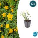Bodendecker - Johanniskraut - Hypericum dummeri Peter Dummer - 9cm Topf - Set mit 12 Pflanzen