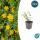 Bodendecker - Johanniskraut - Hypericum dummeri Peter Dummer - 9cm Topf - Set mit 12 Pflanzen