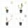 Bodendecker - Johanniskraut - Hypericum dummeri Peter Dummer - 9cm Topf - Set mit 12 Pflanzen