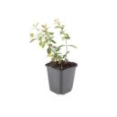 Bodendecker - Johanniskraut - Hypericum dummeri Peter Dummer - 9cm Topf - Set mit 60 Pflanzen