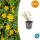 Bodendecker - Johanniskraut - Hypericum dummeri Peter Dummer - 9cm Topf - Set mit 60 Pflanzen
