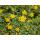 Bodendecker - Johanniskraut - Hypericum dummeri Peter Dummer - 9cm Topf - Set mit 60 Pflanzen