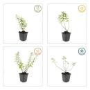 Bodendecker - Großblumiges Johanniskraut - Hypericum Hidcote - 9cm Topf - Set mit 6 Pflanzen