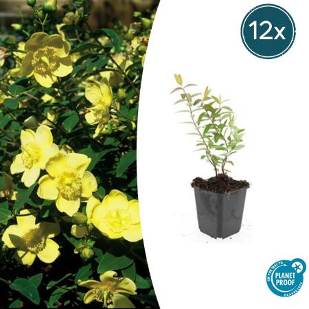 Bodendecker - Großblumiges Johanniskraut - Hypericum Hidcote - 9cm Topf - Set mit 12 Pflanzen