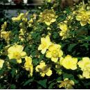 Bodendecker - Großblumiges Johanniskraut - Hypericum Hidcote - 9cm Topf - Set mit 12 Pflanzen