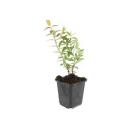 Bodendecker - Großblumiges Johanniskraut - Hypericum Hidcote - 9cm Topf - Set mit 12 Pflanzen