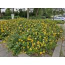 Bodendecker - Großblumiges Johanniskraut - Hypericum Hidcote - 9cm Topf - Set mit 40 Pflanzen