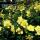 Bodendecker - Großblumiges Johanniskraut - Hypericum Hidcote - 9cm Topf - Set mit 40 Pflanzen