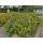 Bodendecker - Großblumiges Johanniskraut - Hypericum Hidcote - 9cm Topf - Set mit 40 Pflanzen
