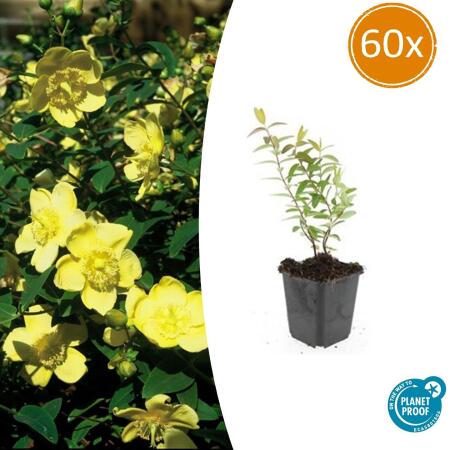 Bodendecker - Großblumiges Johanniskraut - Hypericum Hidcote - 9cm Topf - Set mit 60 Pflanzen