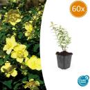 Bodendecker - Großblumiges Johanniskraut - Hypericum Hidcote - 9cm Topf - Set mit 60 Pflanzen