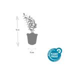 Bodendecker - Großblumiges Johanniskraut - Hypericum Hidcote - 9cm Topf - Set mit 60 Pflanzen