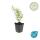 Bodendecker - Großblumiges Johanniskraut - Hypericum Hidcote - 9cm Topf - Set mit 60 Pflanzen