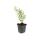 Bodendecker - Großblumiges Johanniskraut - Hypericum Hidcote - 9cm Topf - Set mit 60 Pflanzen
