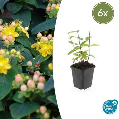 Ground cover - St. Johns wort - Hypericum inodorum Annebel - 9cm pot - set of 6 plants