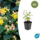 Ground cover - St. Johns wort - Hypericum inodorum Annebel - 9cm pot - set of 6 plants