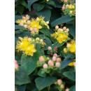 Ground cover - St. Johns wort - Hypericum inodorum Annebel - 9cm pot - set of 6 plants