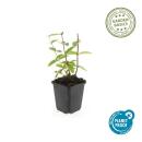 Ground cover - St. Johns wort - Hypericum inodorum Annebel - 9cm pot - set of 6 plants