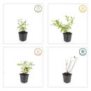 Ground cover - St. Johns wort - Hypericum inodorum Annebel - 9cm pot - set of 6 plants