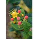 Ground cover - St. Johns wort - Hypericum inodorum Annebel - 9cm pot - set of 6 plants
