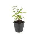 Ground cover - St. Johns wort - Hypericum inodorum Annebel - 9cm pot - set of 6 plants
