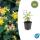 Ground cover - St. Johns wort - Hypericum inodorum Annebel - 9cm pot - set of 6 plants