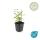 Ground cover - St. Johns wort - Hypericum inodorum Annebel - 9cm pot - set of 6 plants