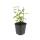 Ground cover - St. Johns wort - Hypericum inodorum Annebel - 9cm pot - set of 6 plants
