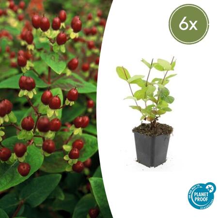Bodendecker - Johanniskraut - Hypericum inodorum Beauty - 9cm Topf - Set mit 6 Pflanzen