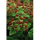 Bodendecker - Johanniskraut - Hypericum inodorum Beauty - 9cm Topf - Set mit 6 Pflanzen