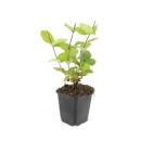 Bodendecker - Johanniskraut - Hypericum inodorum Beauty - 9cm Topf - Set mit 6 Pflanzen