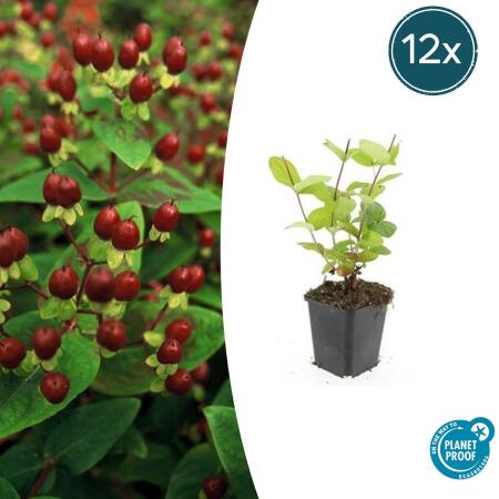 Bodendecker - Johanniskraut - Hypericum inodorum Beauty - 9cm Topf - Set mit 12 Pflanzen