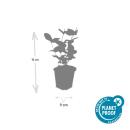 Bodendecker - Johanniskraut - Hypericum inodorum Beauty - 9cm Topf - Set mit 12 Pflanzen