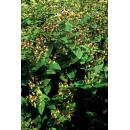 Bodendecker - Johanniskraut - Hypericum inodorum Beauty - 9cm Topf - Set mit 12 Pflanzen