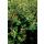 Bodendecker - Johanniskraut - Hypericum inodorum Beauty - 9cm Topf - Set mit 40 Pflanzen