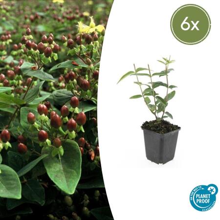 Bodendecker - Johanniskraut - Hypericum inodorum Rheingold - 9cm Topf - Set mit 6 Pflanzen